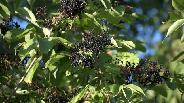 Clusters fruit black elderberry in garden. elder, black elder.