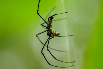 Close up Spider (Nephila Pilipes) eating a Bee