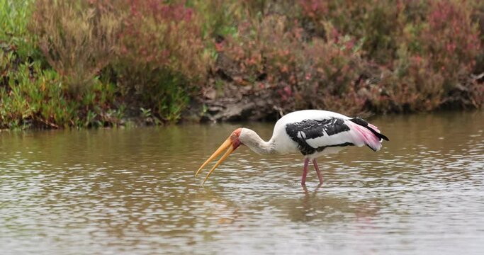 Painted Stork is tricky in the large swamp.
