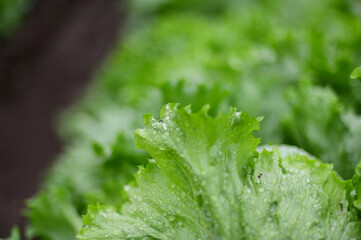レタス畑　雨