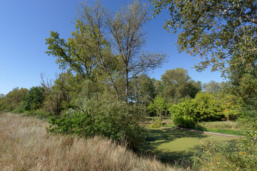 Alluvial forest along the Loire river near Saint-Benoît-sur-Loire village