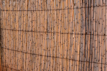 Reed wall in the last rays of the setting sun