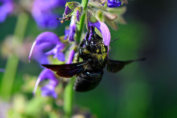 Violet carpenter bee (Xylocopa violacea) on meadow clary // Große Holzbiene an Wiesensalbei