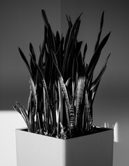 PIANTA HOME DESIGN SANSEVIERIA PIANTA GRASSA