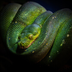 Baumnatter - Grüne Schlange - Schlangen Portrait - Faszination Natur / Wildtiere