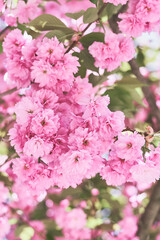Cherry blossom or Sakura tree. Pink flowers blooming during springtime - 536901018