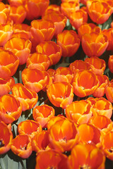 Vertical photo of blooming red tulips. Springtime. Flower background - 536901037