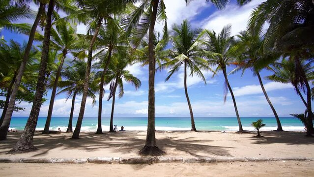 palm trees on the beach. Coconut palm trees green row against sun cloud.