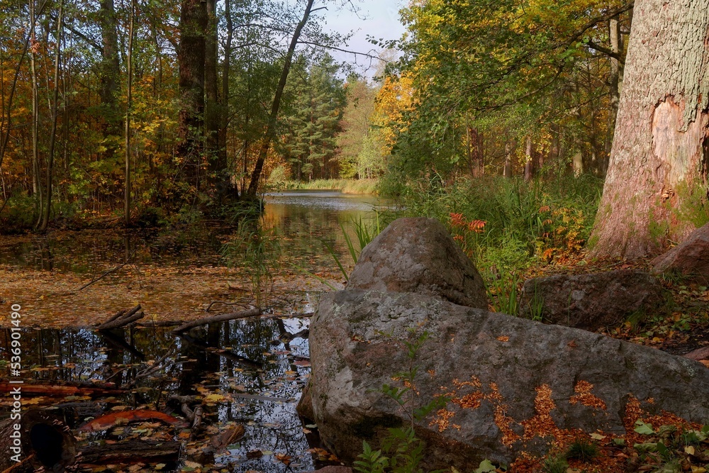 Wall mural autumn in the forest