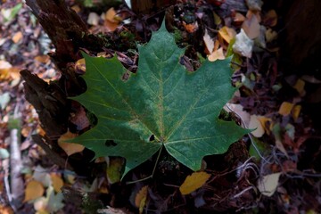 autumn leaves background