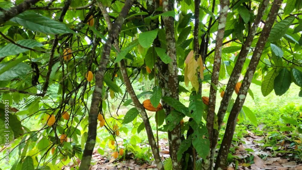 Poster entering a tree full of cocoa fruit. cocoa tree loaded with fruits. slow motion video passing throug