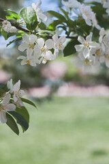 Cherry blossom with creamy white flowers. Spring season - 536902298