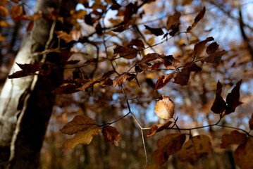 Autumn grove with orange leaves. Fageda d'en Jordà, beech forest.