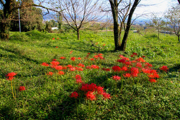 願成寺西境之越古墳群