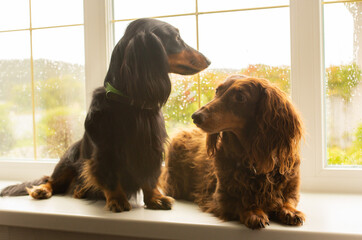 Two long haired dachshund dog looking out of the window
