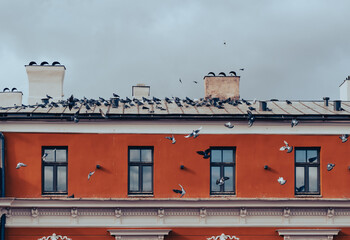 Pigeon swarm on the house roof.