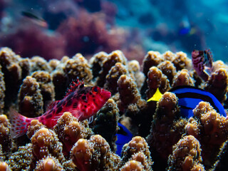 テーブル珊瑚の魚