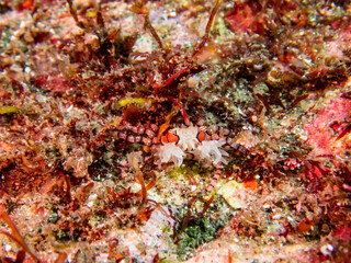 キンチャクガニ(ポンポングラブ)