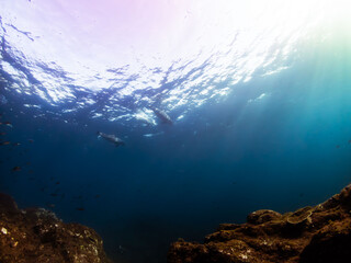 優雅に泳ぐイルカを遠目から