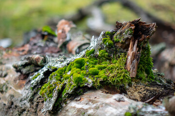 close up of a moss on tree