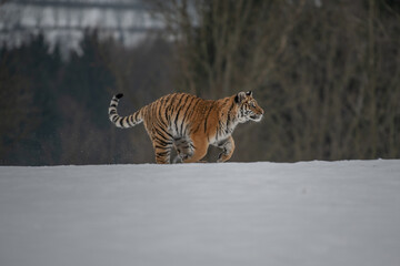 Siberian Tiger running in snow. Beautiful, dynamic and powerful photo of this majestic animal. Set in environment typical for this amazing animal. Birches and meadows