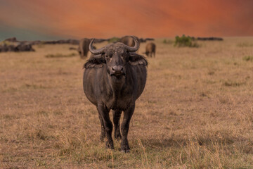 The African buffalo (Syncerus caffer) Kenya.