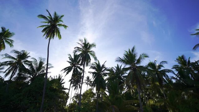 Palm trees against blue sky. Tropical Palm tree island summer paradise.