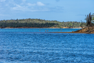 Fototapeta premium Panoramic of Goto Salt or Flamingo Lake on the island of Bonaire.