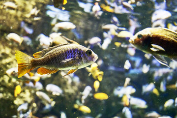 Aulonocara, or African acara Aulonocara is a genus of tropical freshwater fish from the Cichlid...
