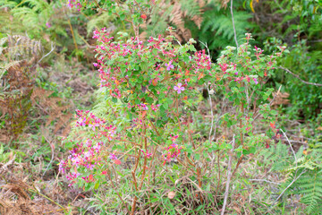 pink flowers in the garden