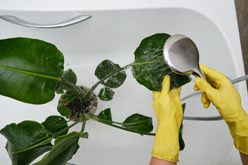 Washing plants in the home bathroom for cleaning from insects and garden pests. Treatment with...