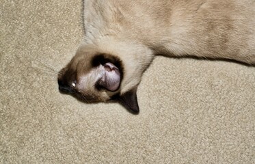 Siamese cat lying on his side on light colored carpet. Partial upper body view with unique viewpoint and copy space.