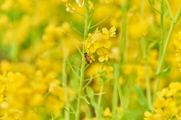 菜の花と蜜蜂