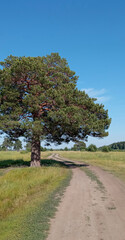 Fototapeta na wymiar summer landscape with a lonely pine tree by a sandy road