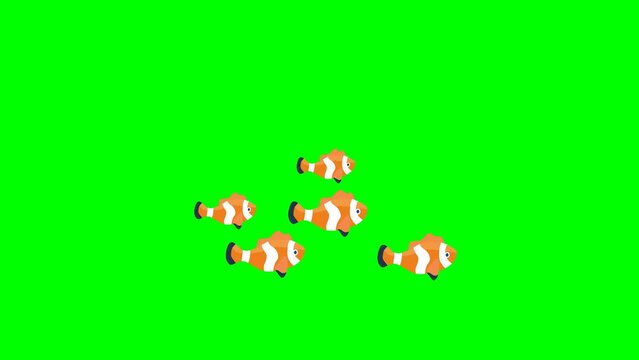 Clawn fishes cartoon 2d animation in green screen