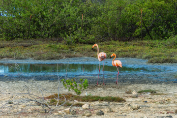 Small group of Bonaire flamingo's which are widely seen on Bonaire.