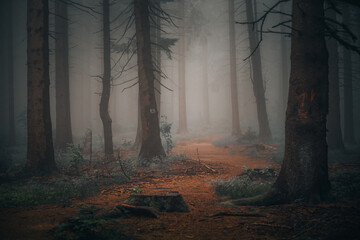 Obraz premium Beautiful shot of a dark mysterious forest on a foggy day in fall