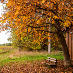 Park bench under a tree in autumn
