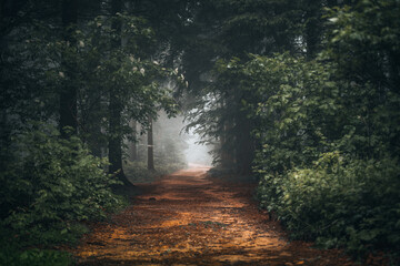 Obraz premium Beautiful shot of a dark mysterious forest on a foggy day in fall