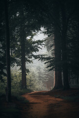 Fototapeta premium Beautiful shot of a dark mysterious forest on a foggy day in fall