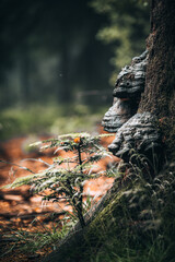 Beautiful shot of a dark mysterious forest on a foggy day in fall