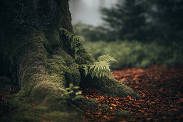 Beautiful shot of a dark mysterious forest on a foggy day in fall