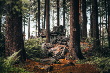 Colorful landscape view of the Bavarian forest. Germany