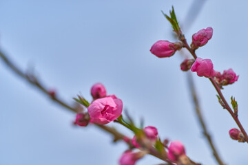 桃の花