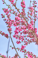桃の花