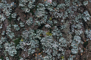 Fototapeta premium Texture of the bark of an old tree. Close-up.