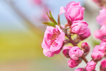 桃の花