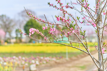 桃の花