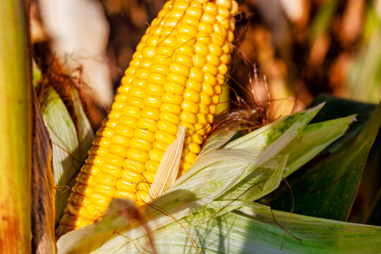 Cobs of juicy ripe corn in the field close-up. The most important agricultural crop in the world. Corn harvesting. Growing food. A bountiful harvest.