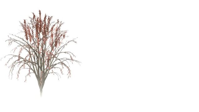 autumn branch and leaves swaying animation on white background.